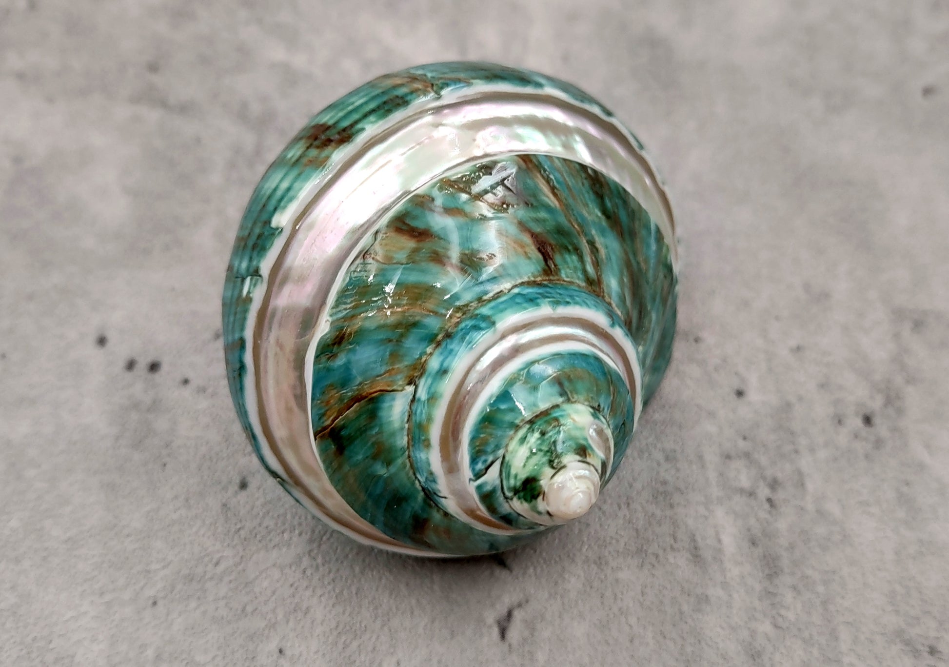 Polished Jade Turbo Shell w/Pearlized Stripe - Turbo Burgessi - (1 shell approx. 2.5-3 inches). Jade and green spiral ribbed shell with a cream band. Copyright 2024 SeaShellSupply.com.