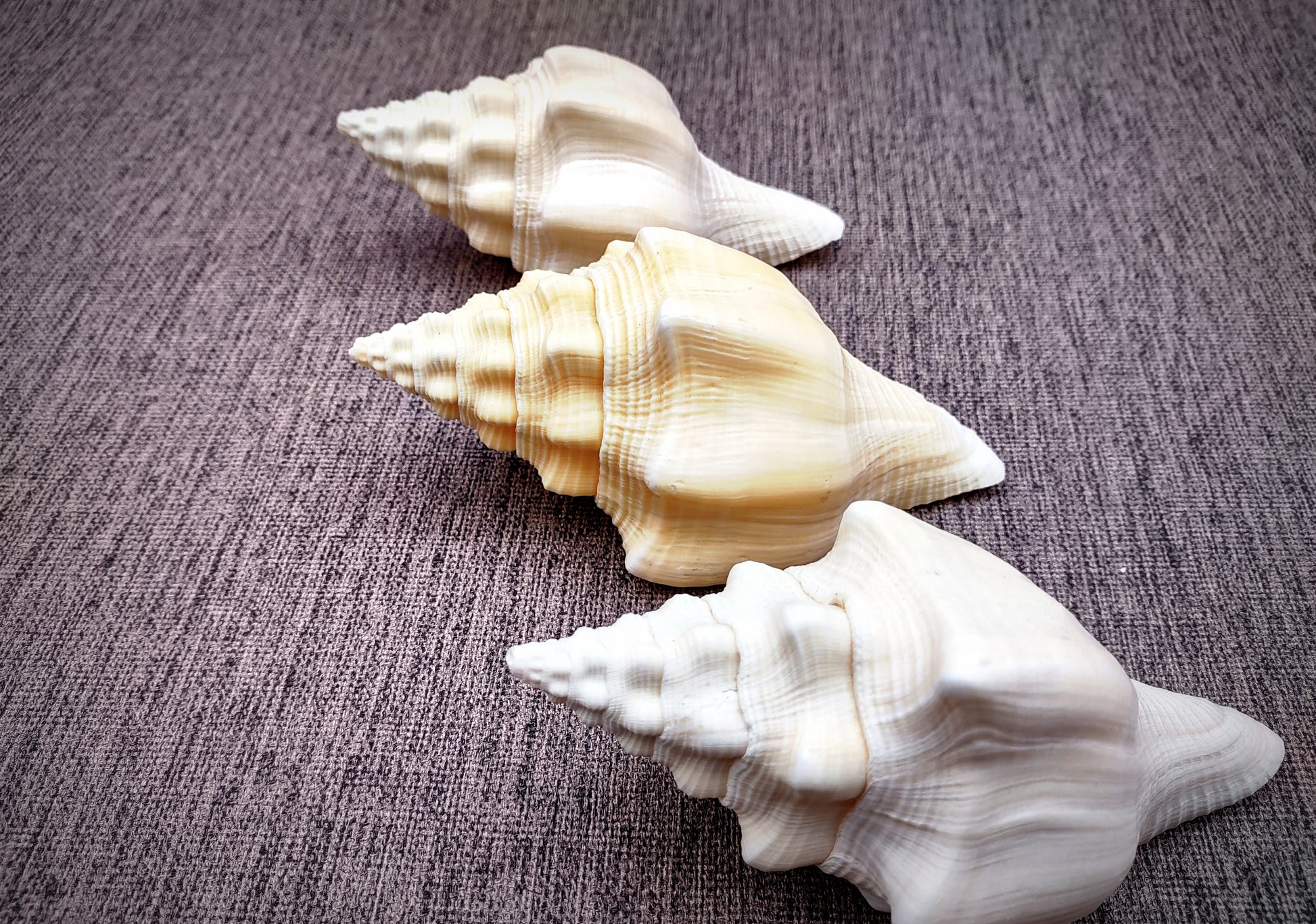 West Indian Chank - Turbinella Angulata - (1 shell 5-6 inches). White ribbed spiral shells, one shell shows the opening and one showing the textured side. Copyright 2024 SeaShellSupply.com.