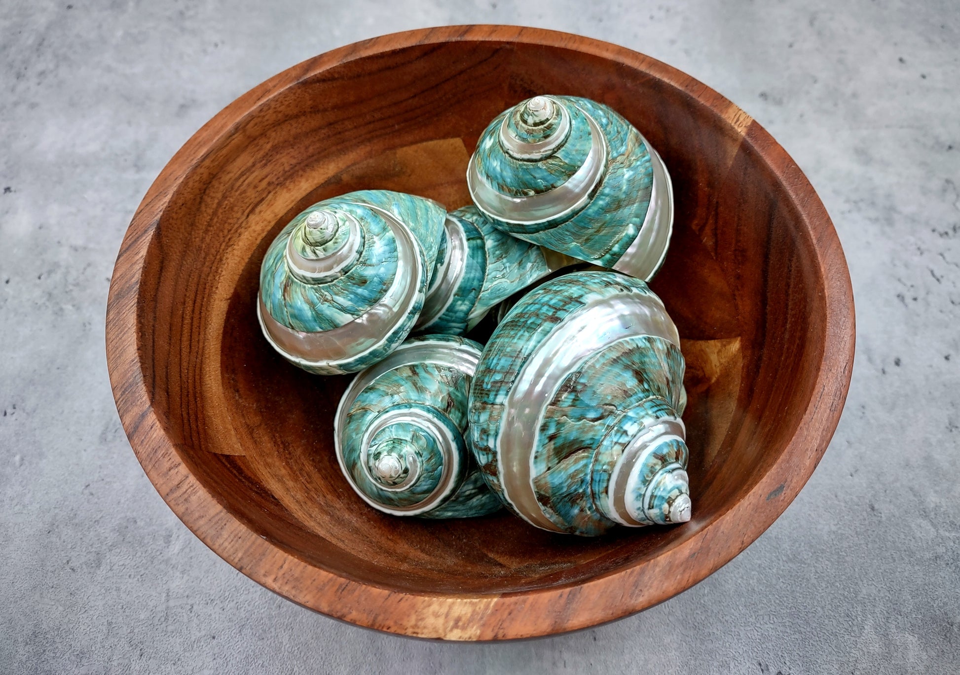 Polished Jade Turbo Shell w/Pearlized Stripe - Turbo Burgessi - (1 shell approx. 2.5-3 inches). Jade and green spiral ribbed shell with a cream band. Copyright 2024 SeaShellSupply.com.