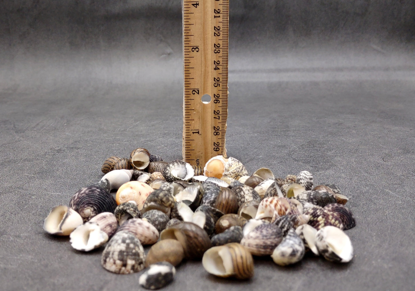 Nerite Seashell Assortment (approx. half cup 45+ shells 0.5+ inch) Great shells for coastal crafting and collections!