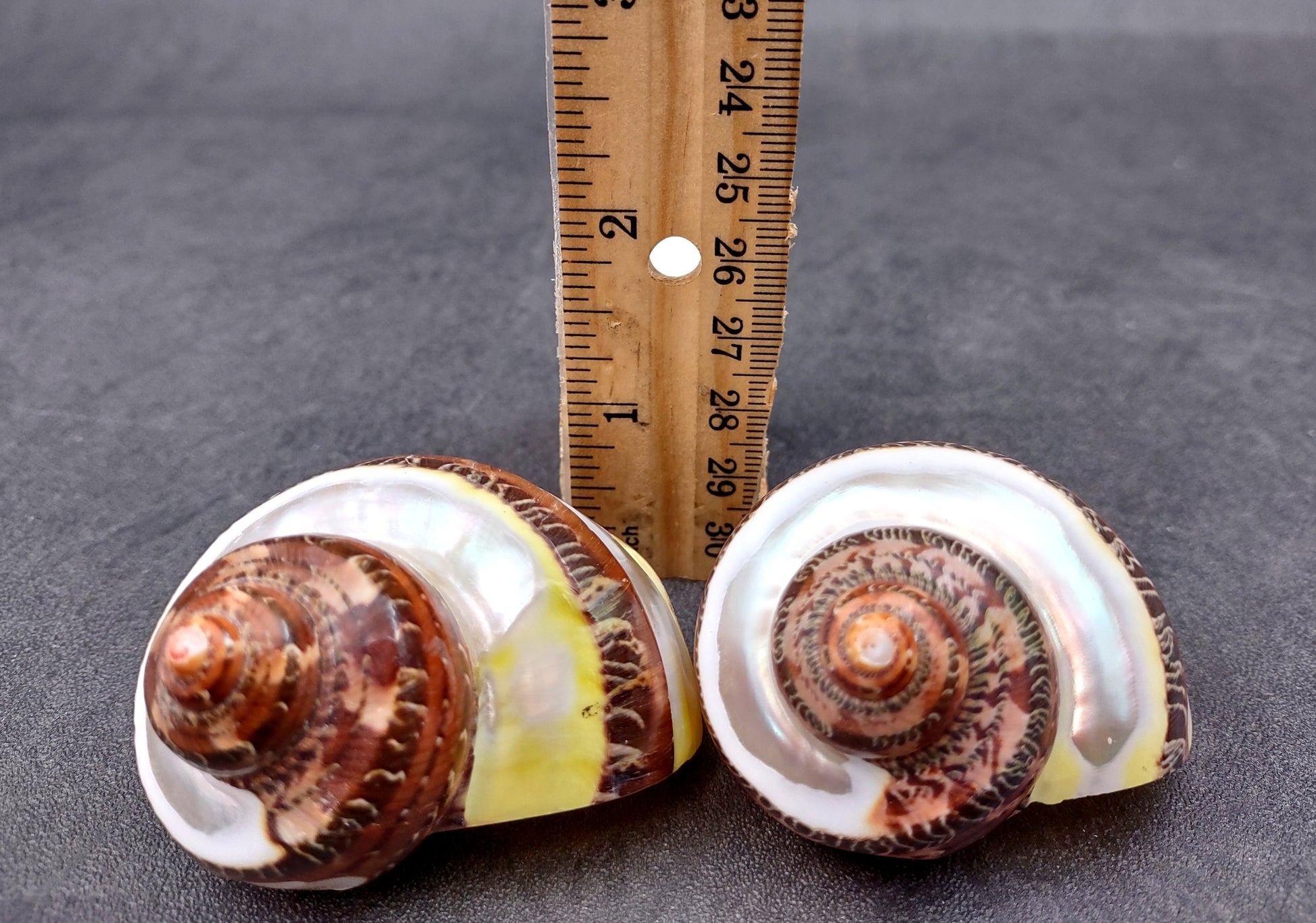 Banded Tapestry Turbo (2 pcs.) - (2-2.5 inches) - Turbo Petholatus. Three brown spiral brown and tan shells showing multiple different angles. Copyright 2024 SeaShellSupply.com.
