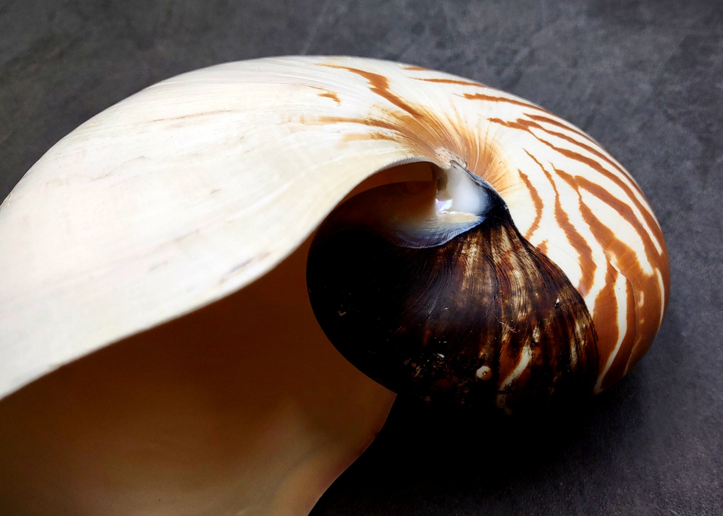 Natural Nautilus Seashell Nautilus Pompilius (1 shell approx. 7+ inches) Great shells for coastal crafting decor & collections!