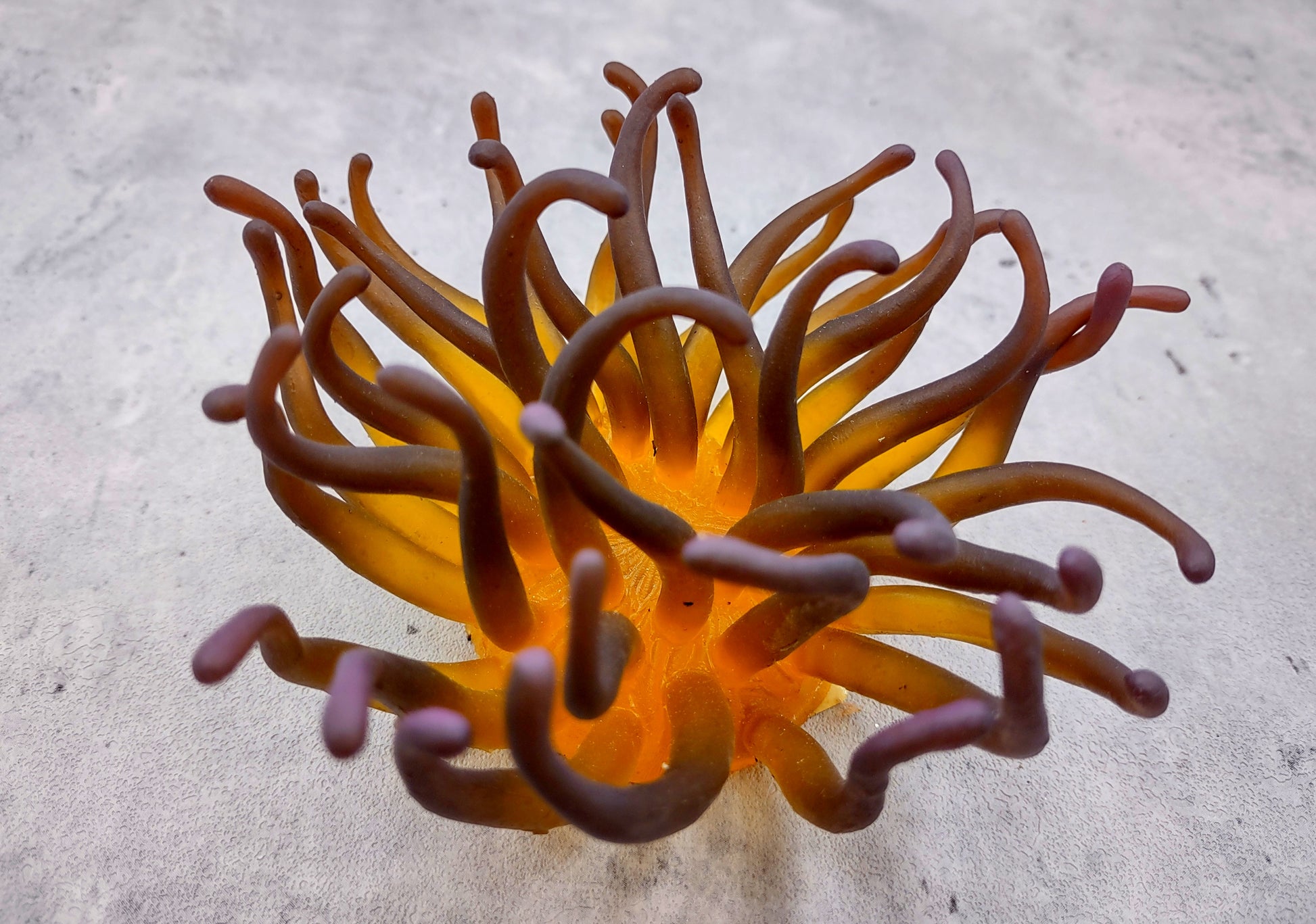 Condylactis Yellow FAUX Anemone - Condylactis Gigantea - (1 FAUX Anemone approx. 5x2.75x5 inches). Orange and yellow fake anemone with purple tipped tentacles. Copyright 2024 SeaShellSupply.com.