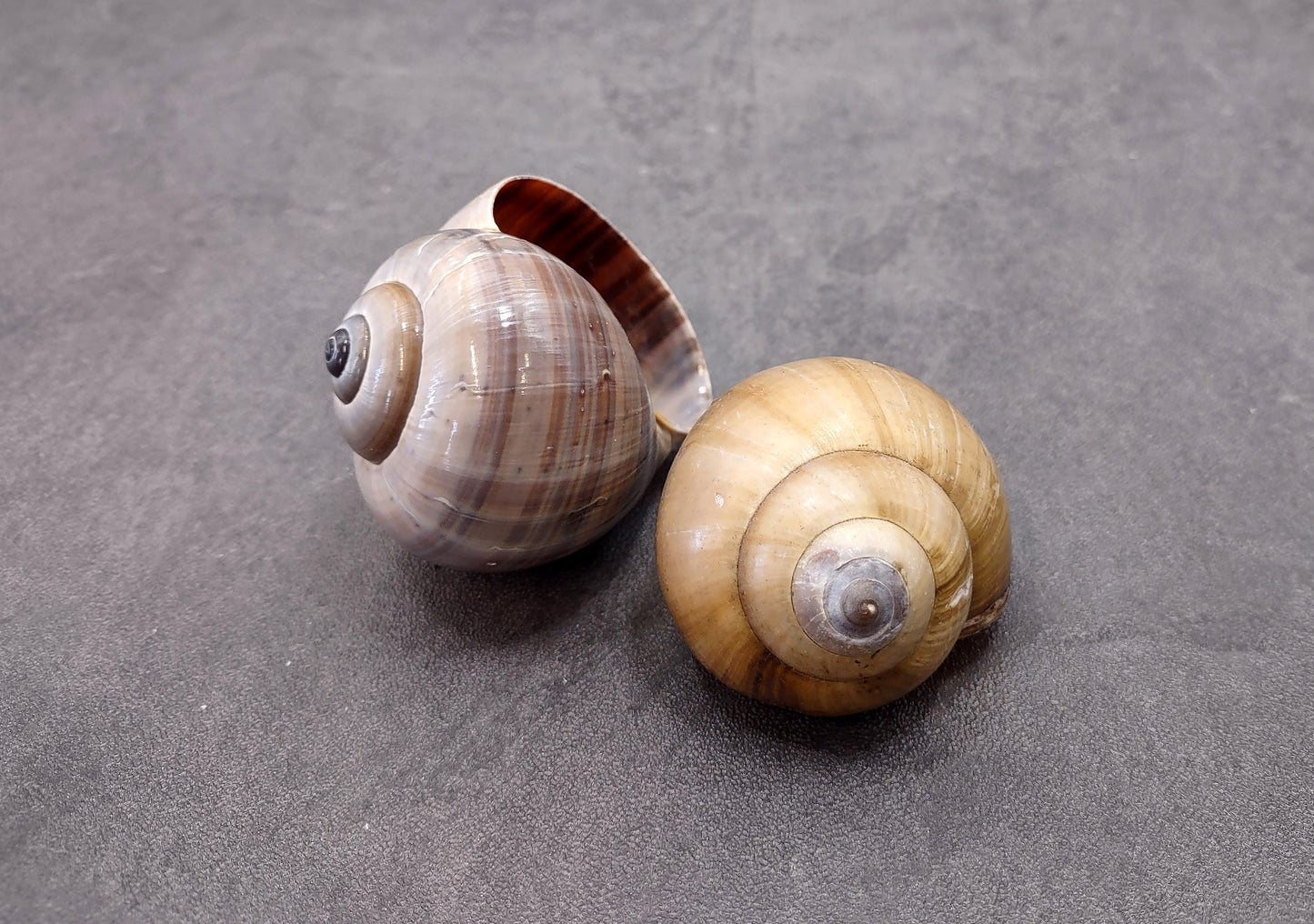 Apple Snail Shells Pomacea Canaliculata (2 shells approx. 2+ inches) Accent Shells for Collecting or Ocean Display!