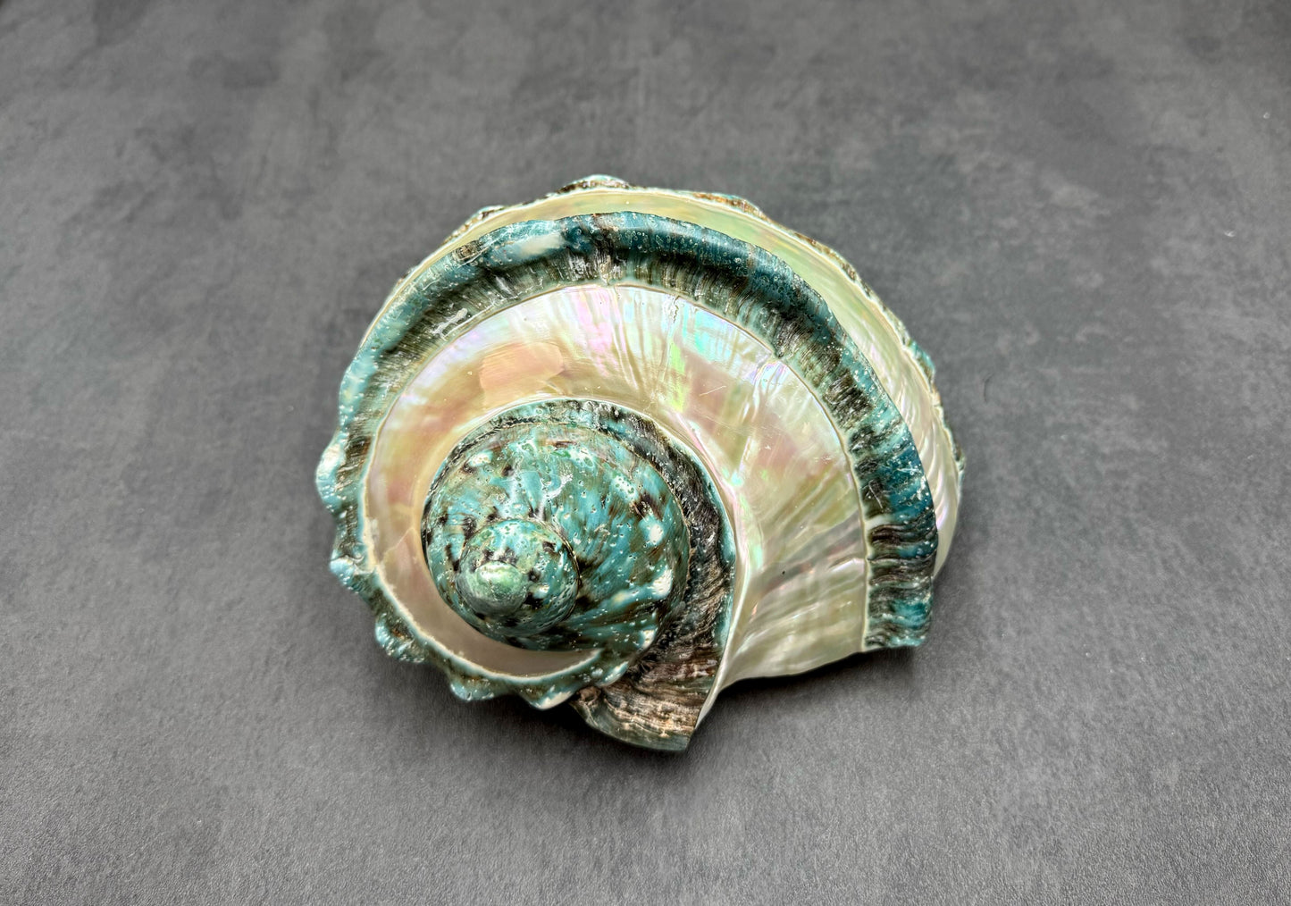 Giant Banded Turbo Shell Turbo Marmoratus (1 shell approx. 7+ inches) Great shells for coastal decor, & collection