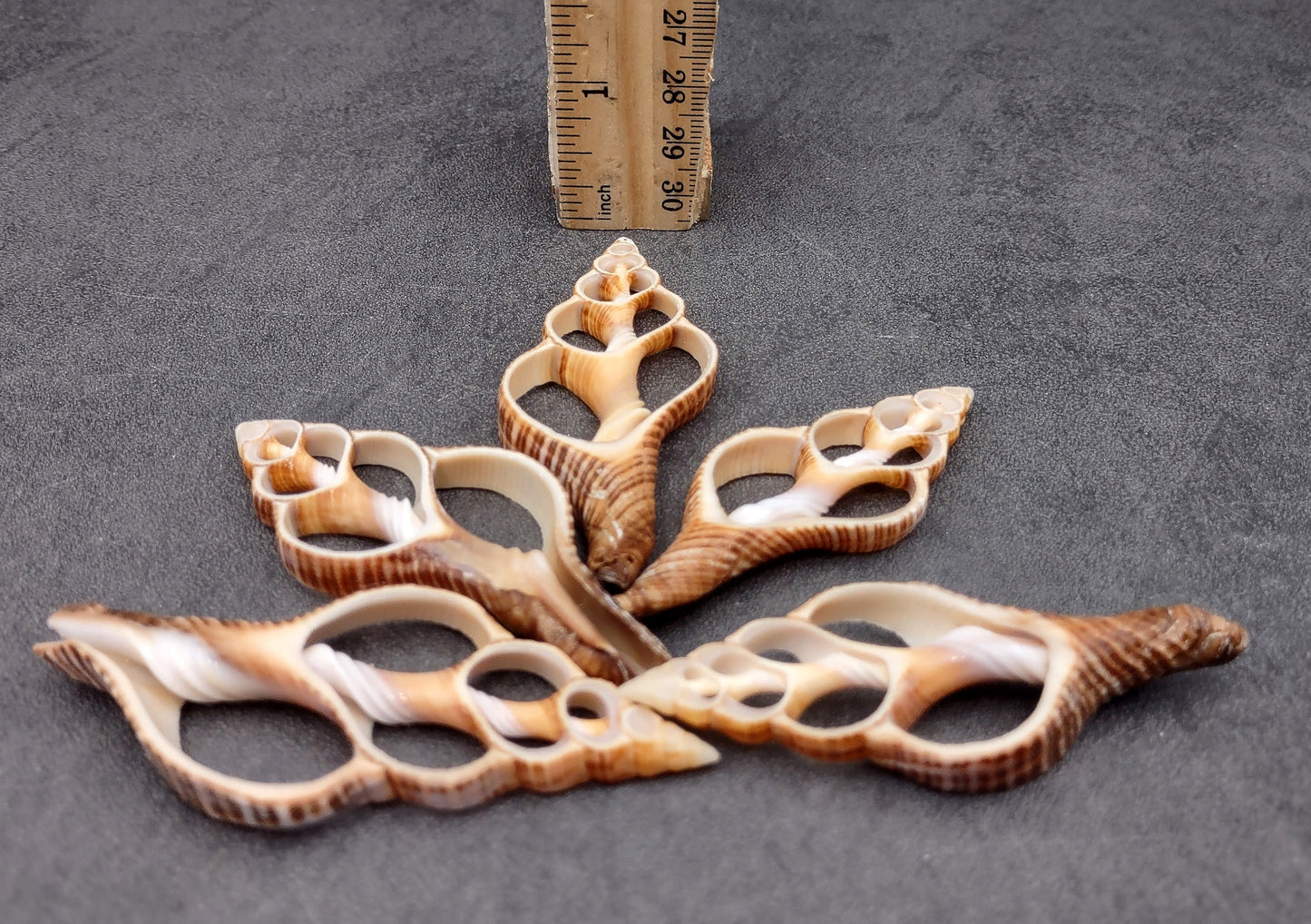 Center Cut Fox Shells (5 shells approx. 2+ inches) Natural seashells great for coastal crafting display and collecting!
