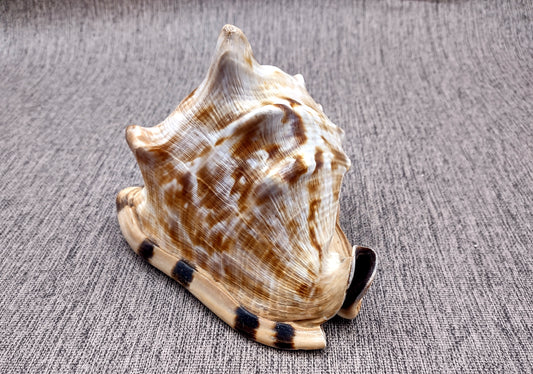 King Helmet Shell (5-6") - Cassis Tuberosa