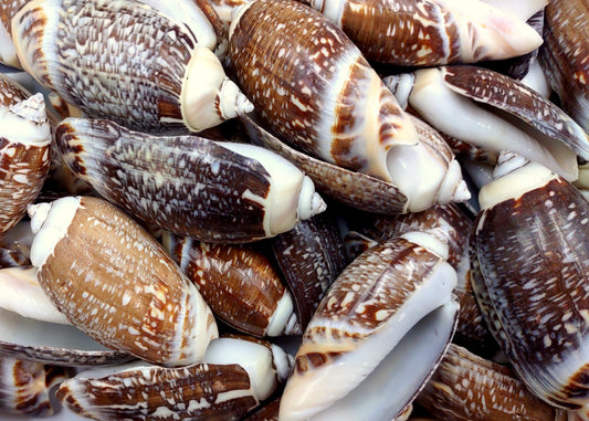 Dark Olive Seashell Assortment (approx. 1 kilogram 65+ shells 2+ inches) Bulk Assorted Dark Olive Shells for coastal crafting & decoration!