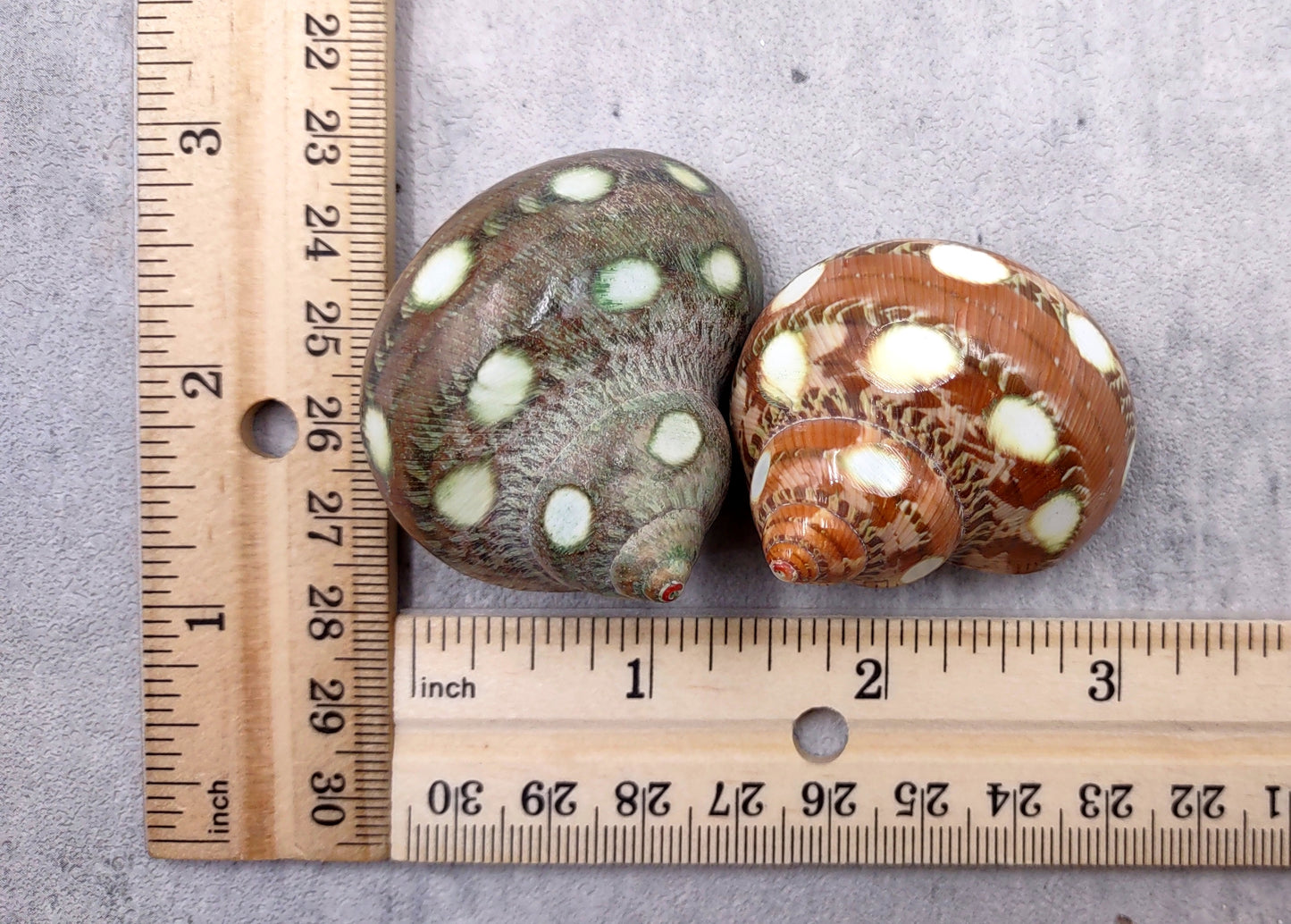 Spotted Turbo Seashells Turbo Petholatus (2 shells approx. 2+ inches) Neat shells for coastal crafting decor & collections!