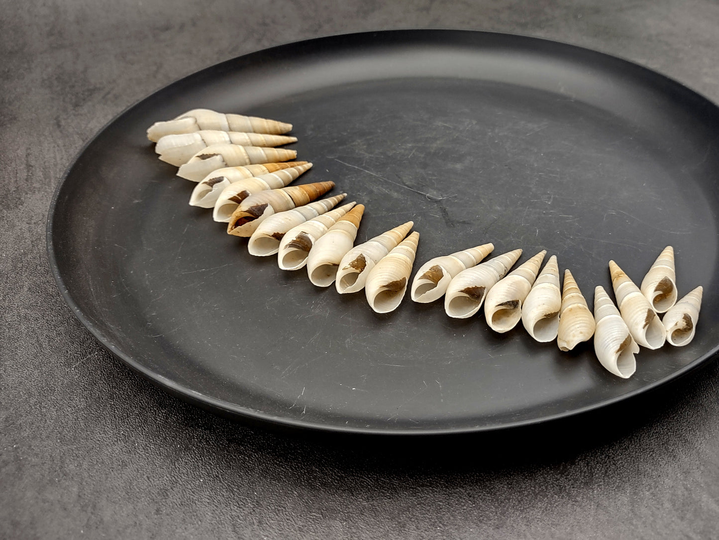 White Bullia Seashells Bullia Annulate (20 shells approx. 1.5+ inches) Adorable shell for any coastal collection crafting & display!