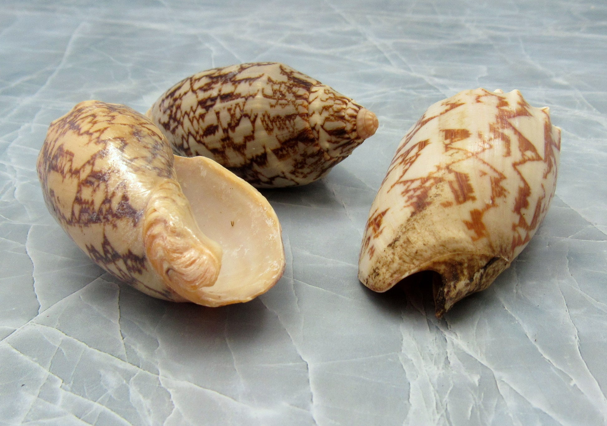 Bat Volute Seashells (3 pcs.) - (2-3 inches) - Cymbiola Vespertilio. Multiple tan and light yellow shells in a pile. Copyright 2022 SeaShellSupply.com.