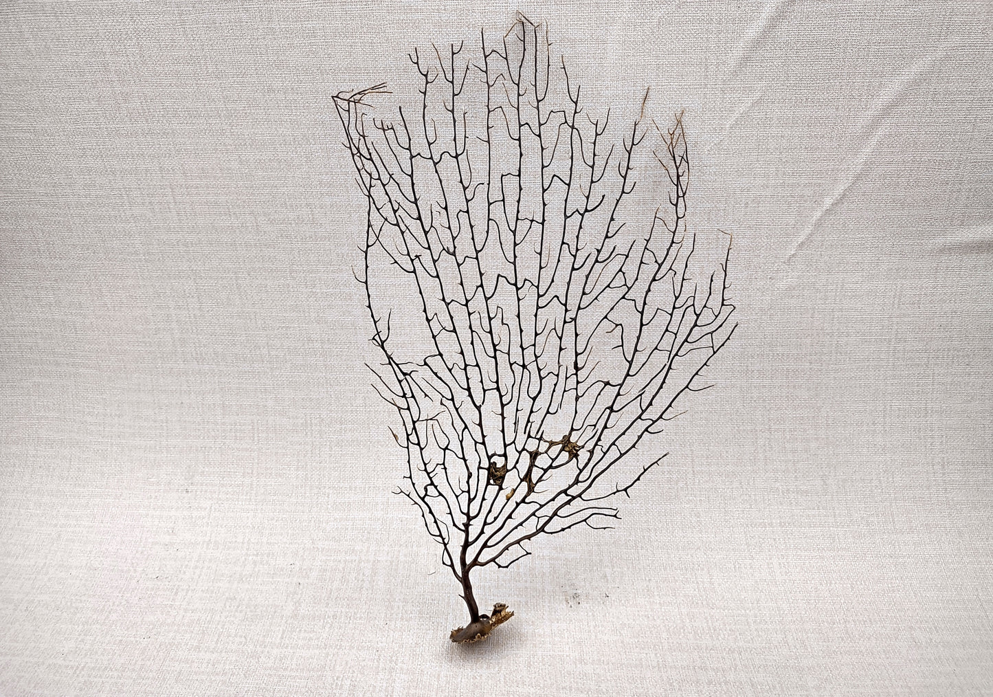 Black Sea Fan Corals Dried Gorgonia Ventalina (1 fan approx. 10+ inches