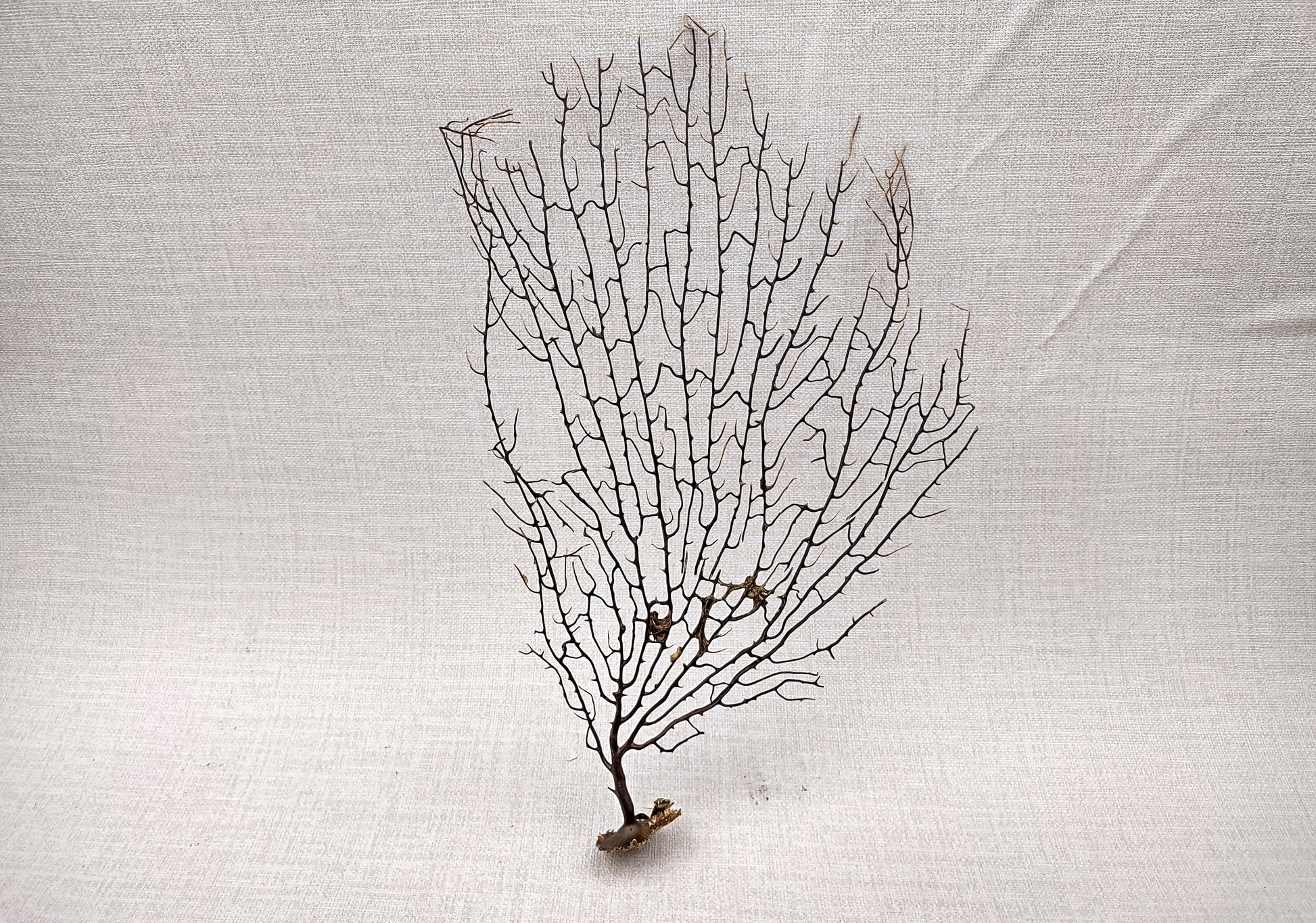 Black Sea Fan Corals Dried Gorgonia Ventalina (1 fan approx. 10+ inches