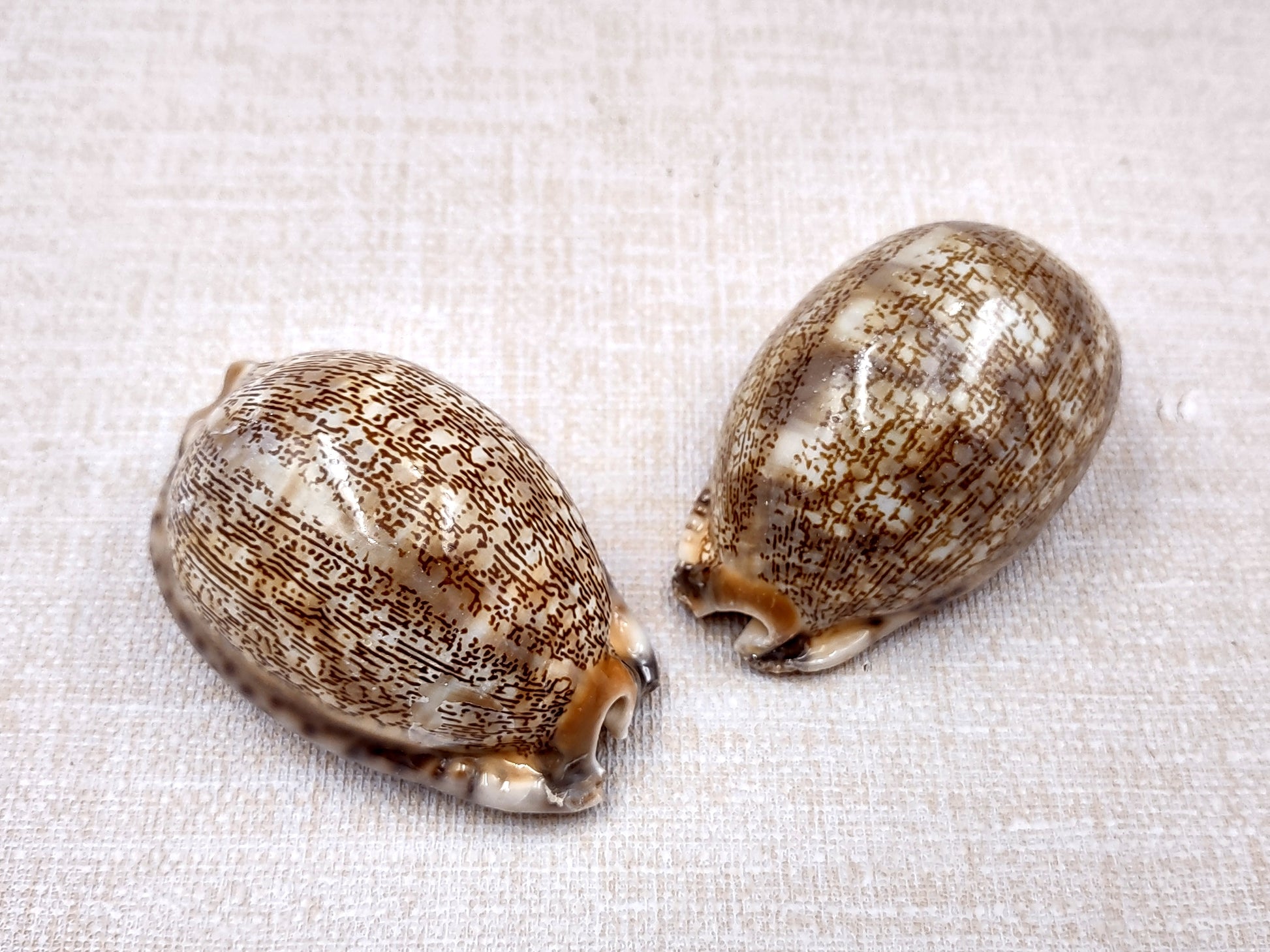 Large Arabic Cowrie Seashells Cypraea Arabica (2 shells approx. 2+ inches) Beautiful shells for any coastal crafting or décor! Brown and white spotted wrapped shells. Copyright 2024 SeaShellMart.com
