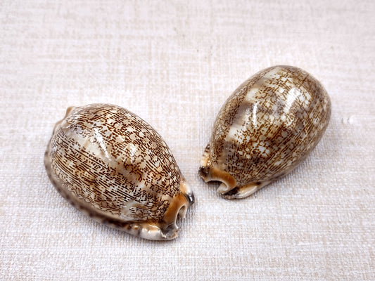 Large Arabic Cowrie Seashells Cypraea Arabica (2 shells approx. 2+ inches) Beautiful shells for any coastal crafting or décor! Brown and white spotted wrapped shells. Copyright 2024 SeaShellMart.com