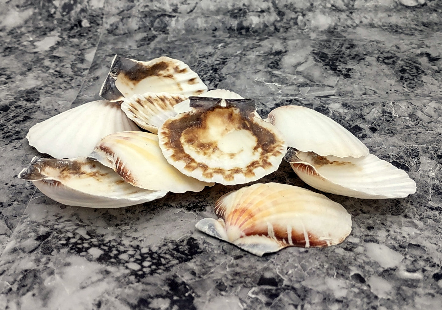 Small Distant Scallop Seashells Bractechlamys Vexillum (10 shells approx. 1.75+ inches) Scallop Shells for ocean display arts & crafts!