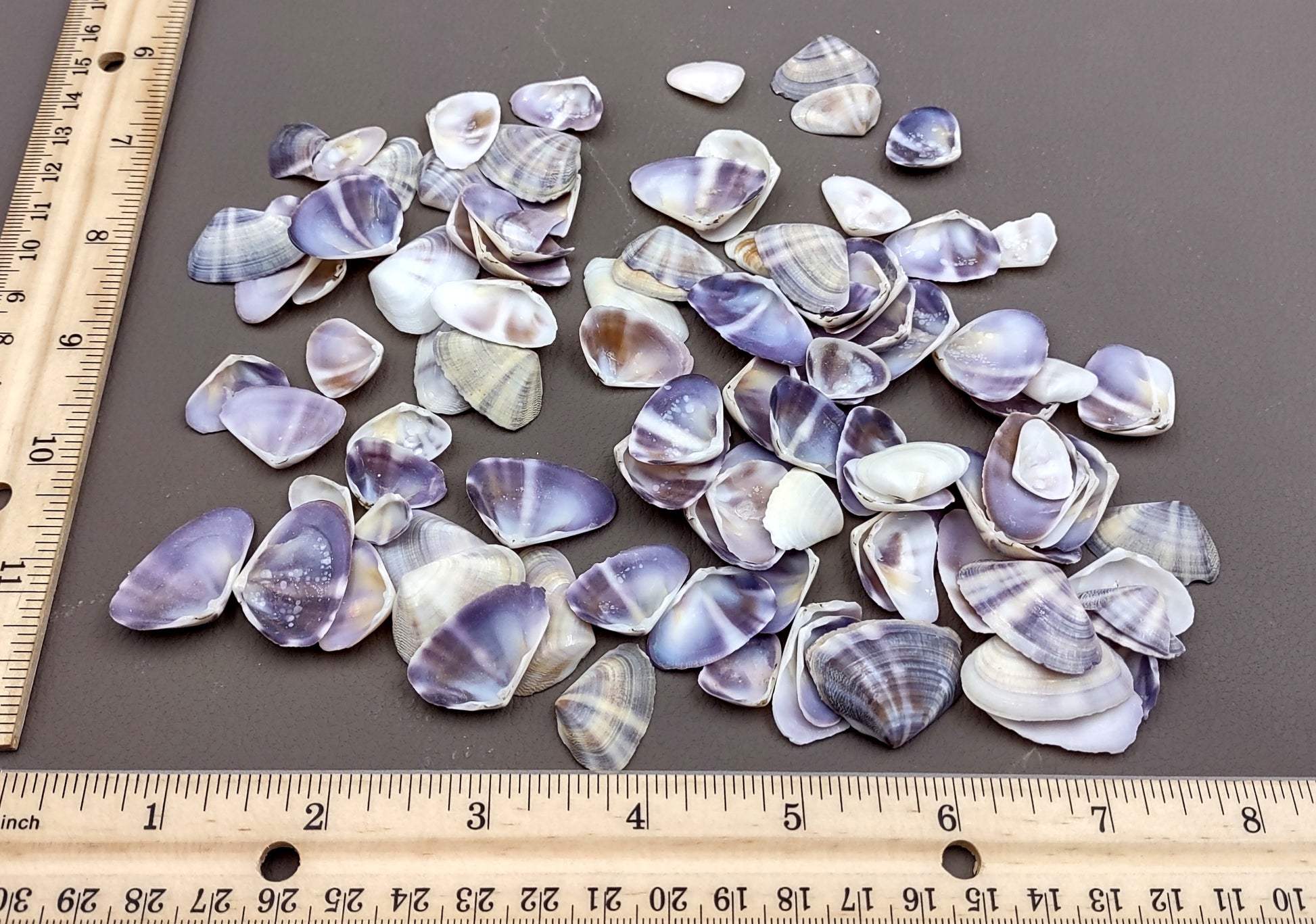 Purple/White Coquina Shells - Donax Variabilis - (1/2 cup approx. 80-100 shells .5-1 inch). Multiple purple and light pink ombre shells with a little white in a pile. Copyright 2022 SeaShellSupply.com.