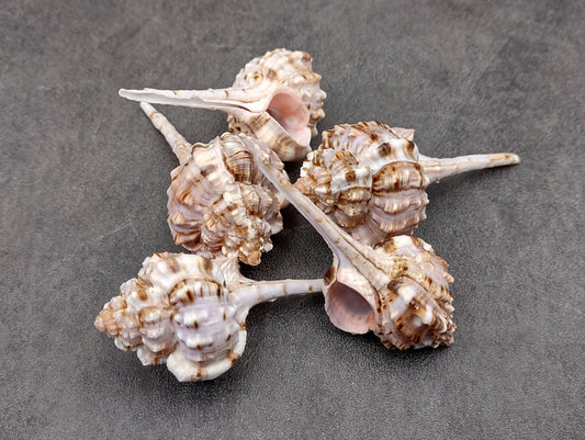 Snipes Bill Murex Seashells Murex Haustellum (5 shells approx. 2.25+ inches) Special shells for coastal crafting décor & collections!