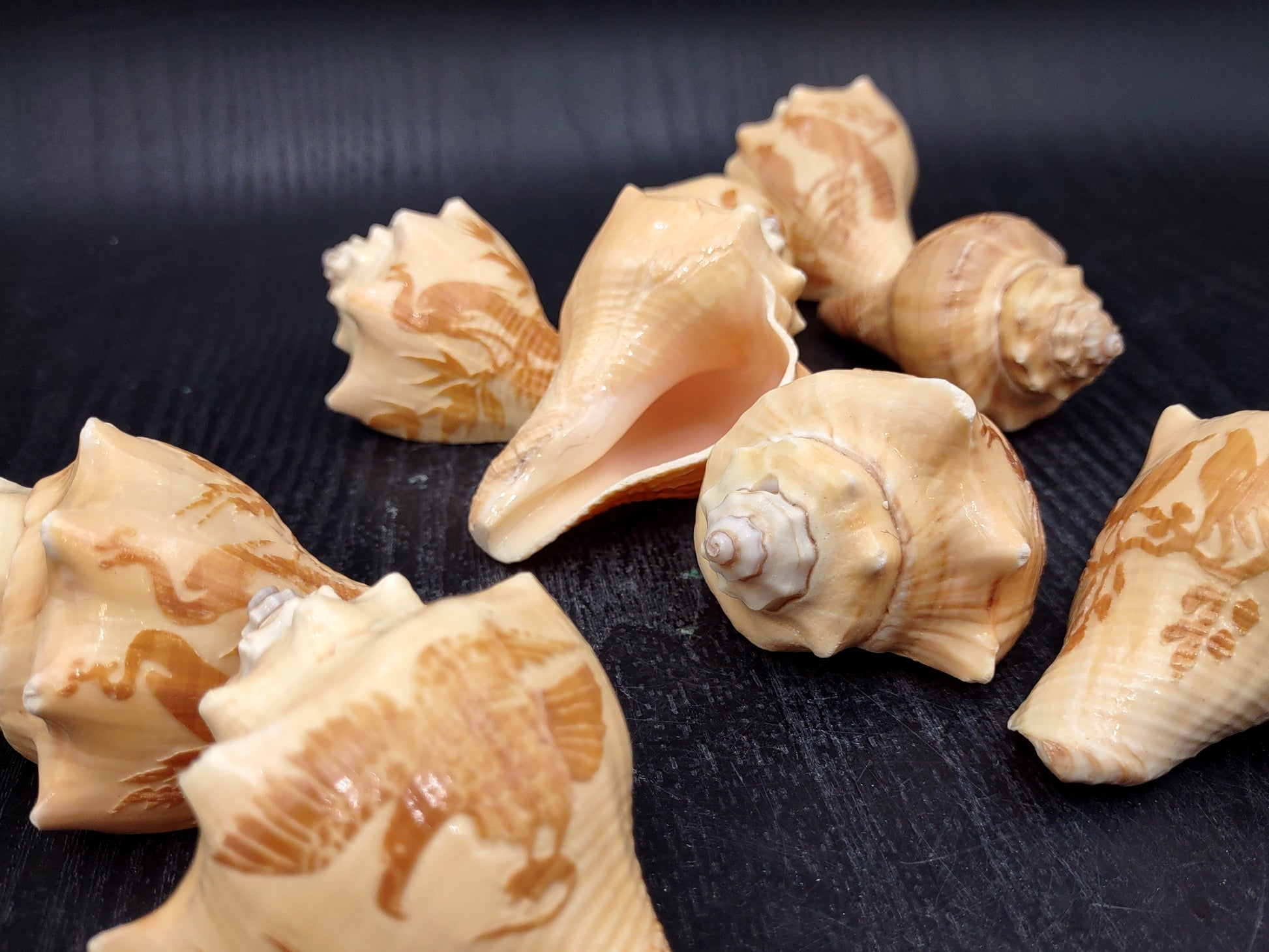 Image of Carved Conch Seashell Decorative Set Of Eagle Love Birds and Peacock (approx. 3+ in shell) Conch shell great for coastal crafting & gifting! Copyright 2024 SeashellMart.com
