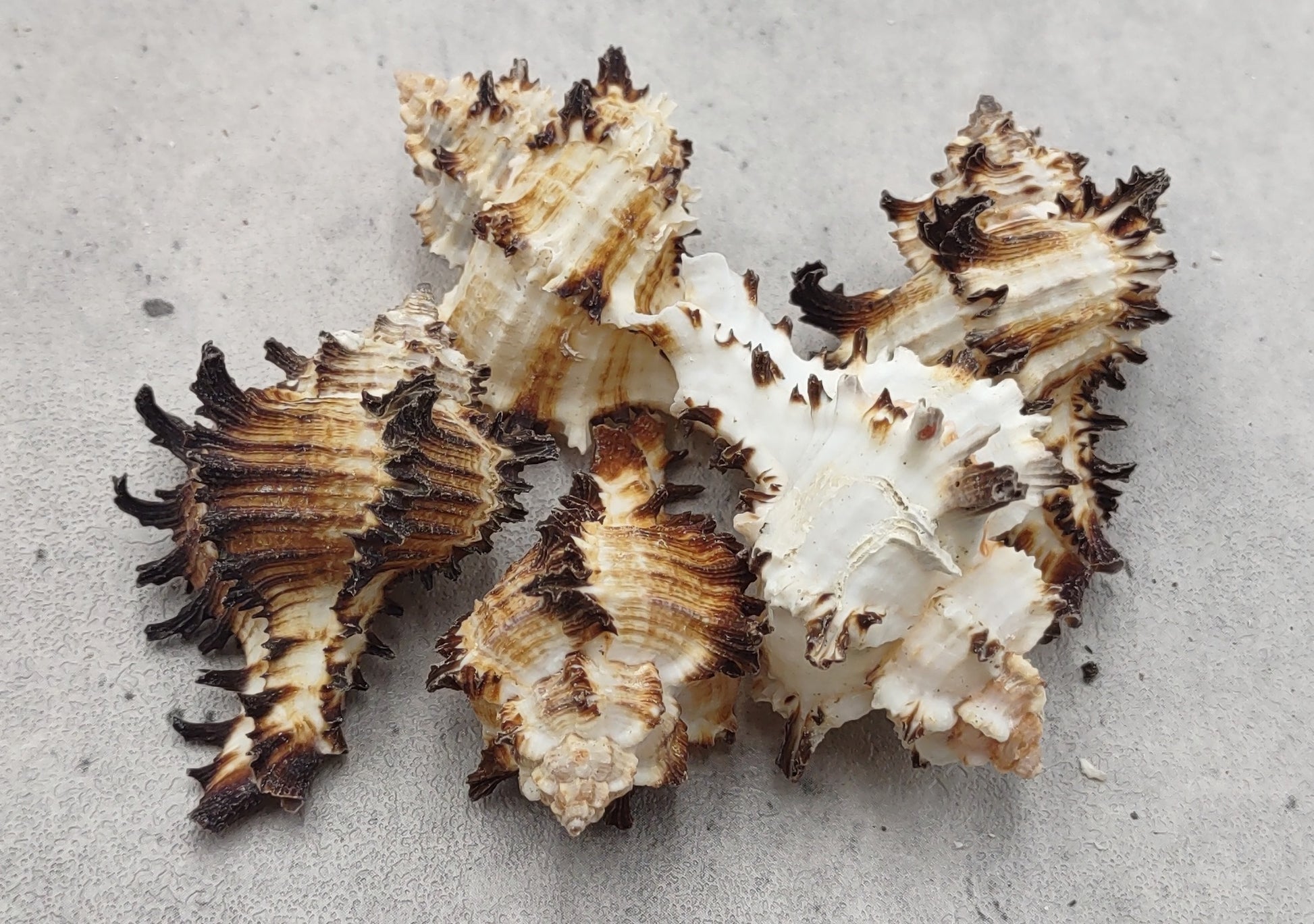 Baby Endive Murex Seashell - Murex Endivia - (5 shells, approx. 2-3 inches each). Three shells with black spikes in interesting columns. Copyright 2022 SeaShellSupply.com.
