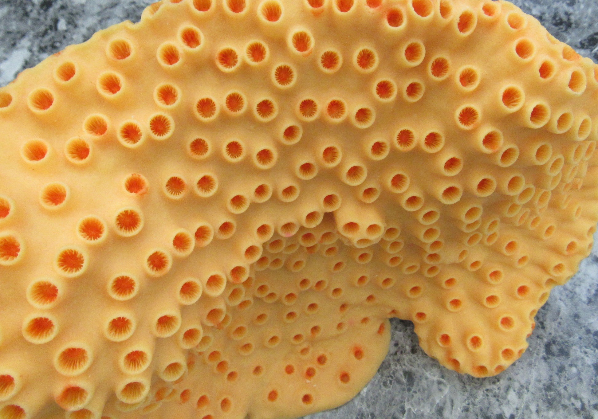 Orange FAUX Cup Sun Coral - Tubastrea Peltata - 1 FAUX Coral approx 10Wx7Dx4T inches. Copyright 2022 SeaShellSupply.com.
