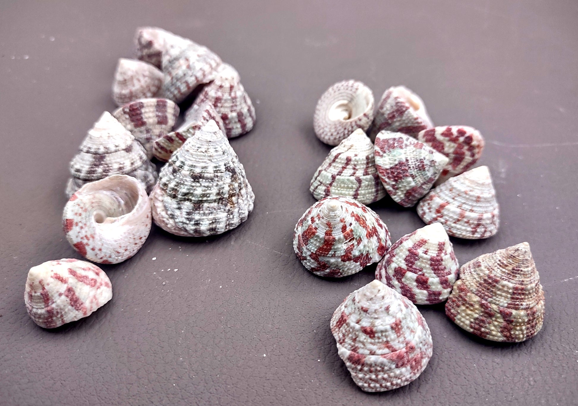 Christmas Tree Top Shells - Trochus Radiatus - (10 shells approx. .5-1 inches). Different shades of Orange and Teal shells in pile. Copyright 2024 SeaShellSupply.com.