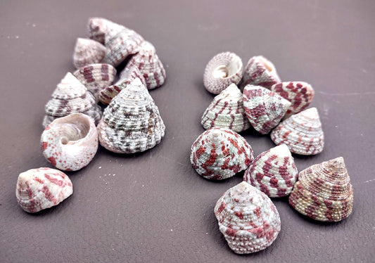Christmas Tree Top Shells - Trochus Radiatus - (10 shells approx. .5-1 inches). Different shades of Orange and Teal shells in pile. Copyright 2024 SeaShellSupply.com.