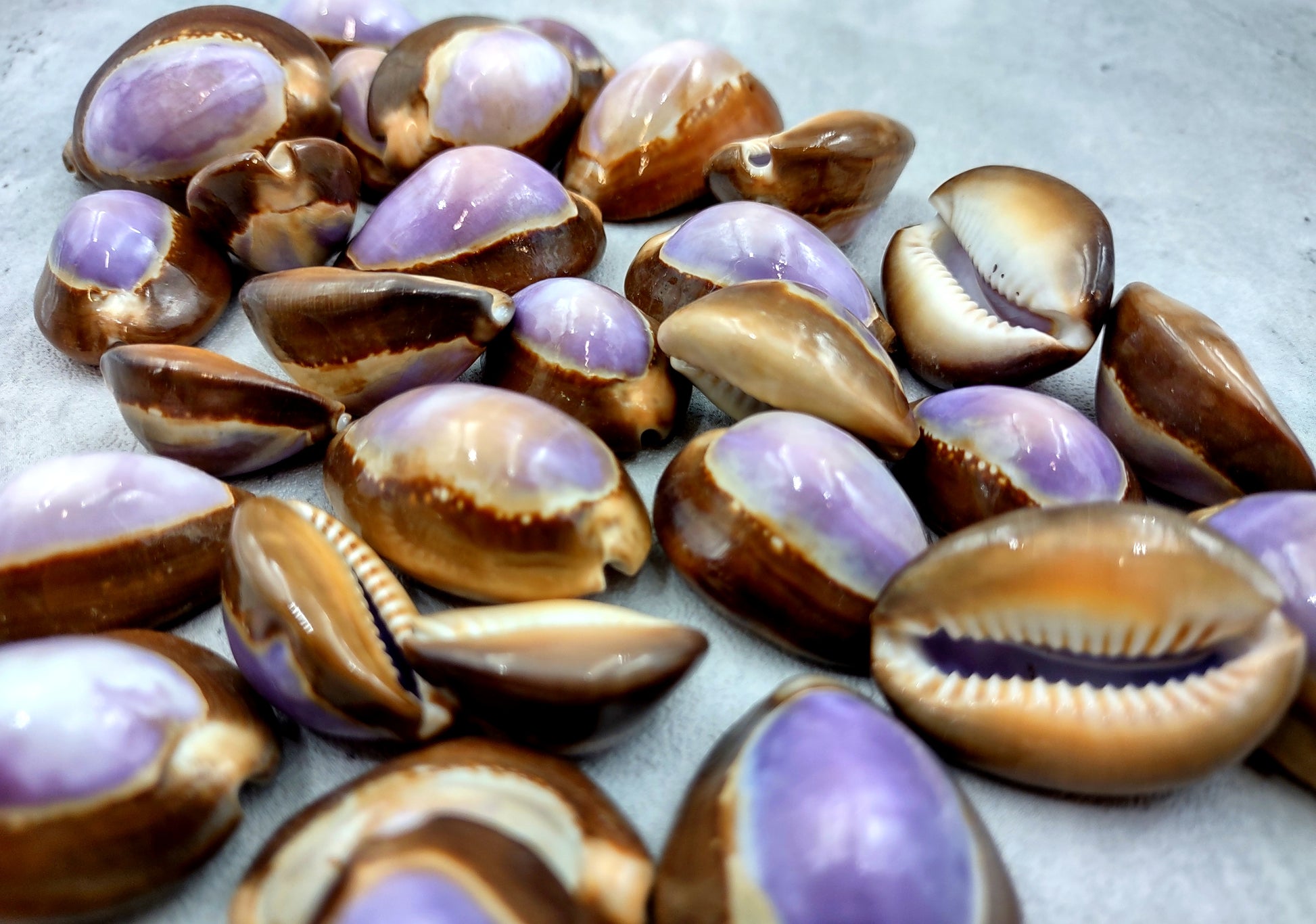 Purple Top Serpent Head Cowrie Shells (10 pcs.) - Cypraea Caputserpentis. Multiple purple and white shells rimmed with brown in a pile. Copyright 2024 SeaShellSupply.com.