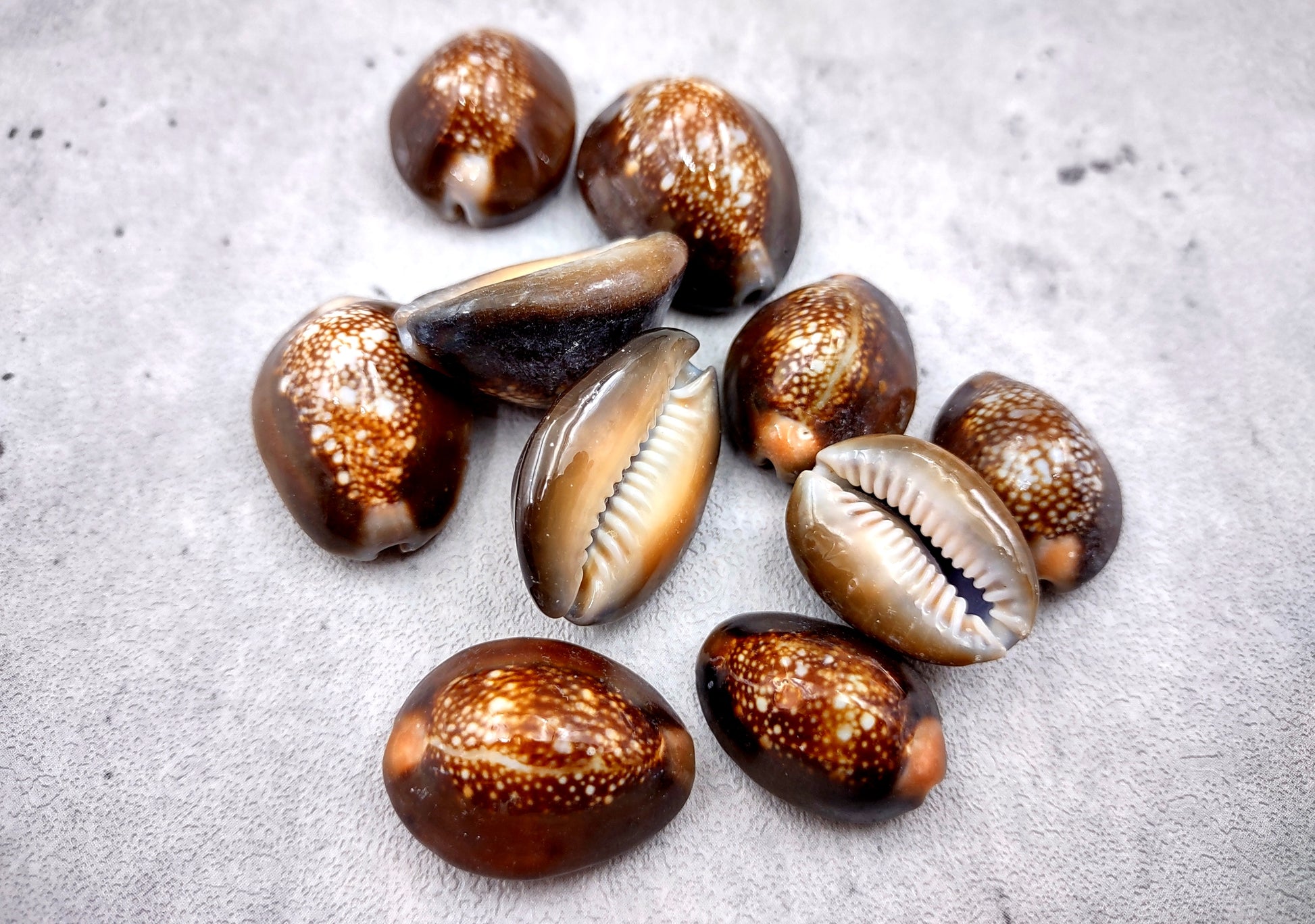 Serpent Head Cowrie Shells (.75-1.25 inches) - (10 pcs.) - Cypraea Caputserpentis. Multiple brown shells with white and tan specks on the top with a wide opening below. Copyright 2024 SeaShellSupply.com.