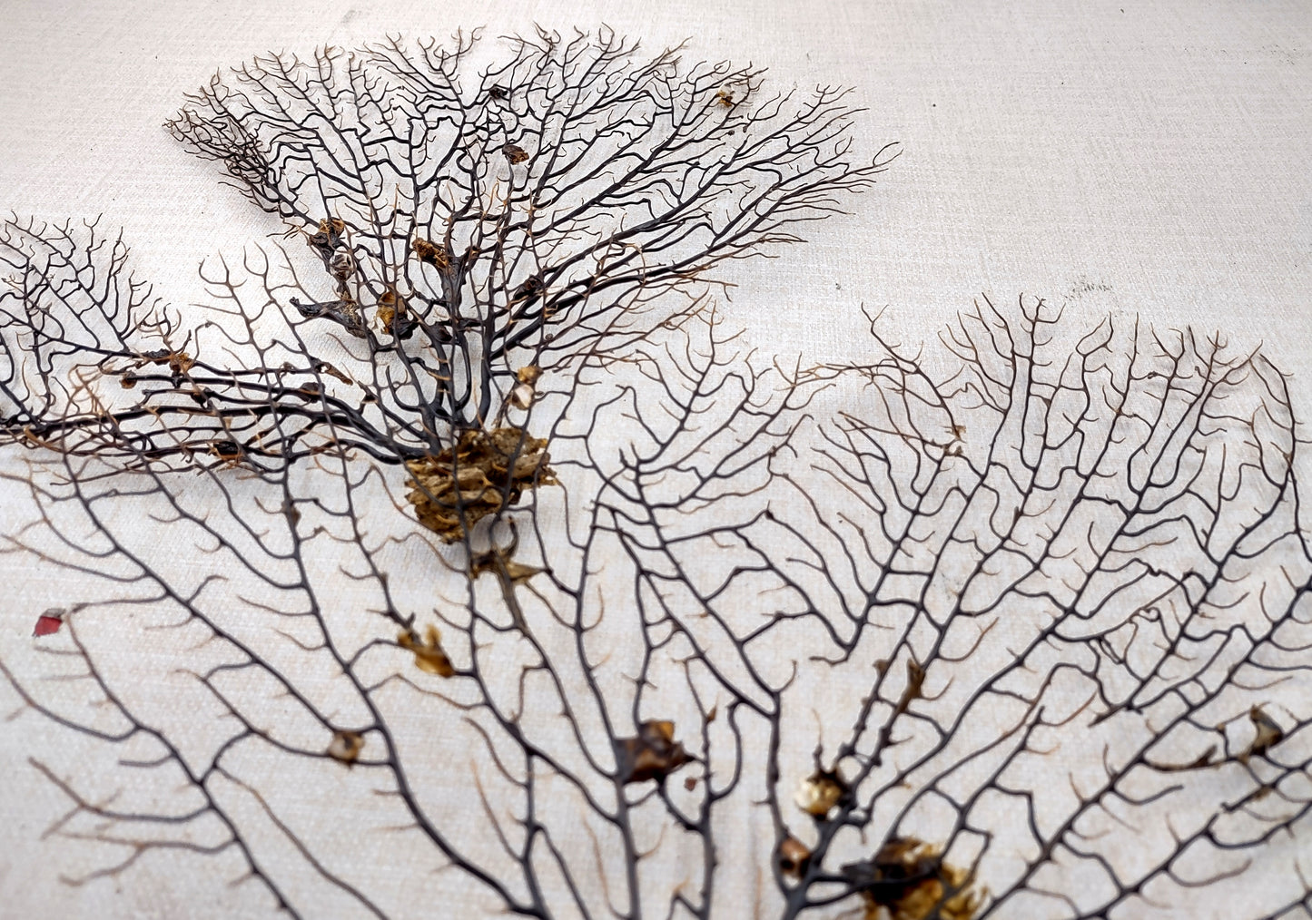 Black Sea Fan Coral Gorgonia Ventalina (1 fan approx. 12+ inches) Copyright 2024 SeashellSupply.com