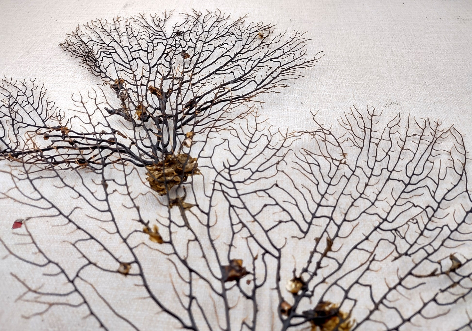 Black Sea Fan Coral Gorgonia Ventalina (1 fan approx. 12+ inches) Copyright 2024 SeashellSupply.com