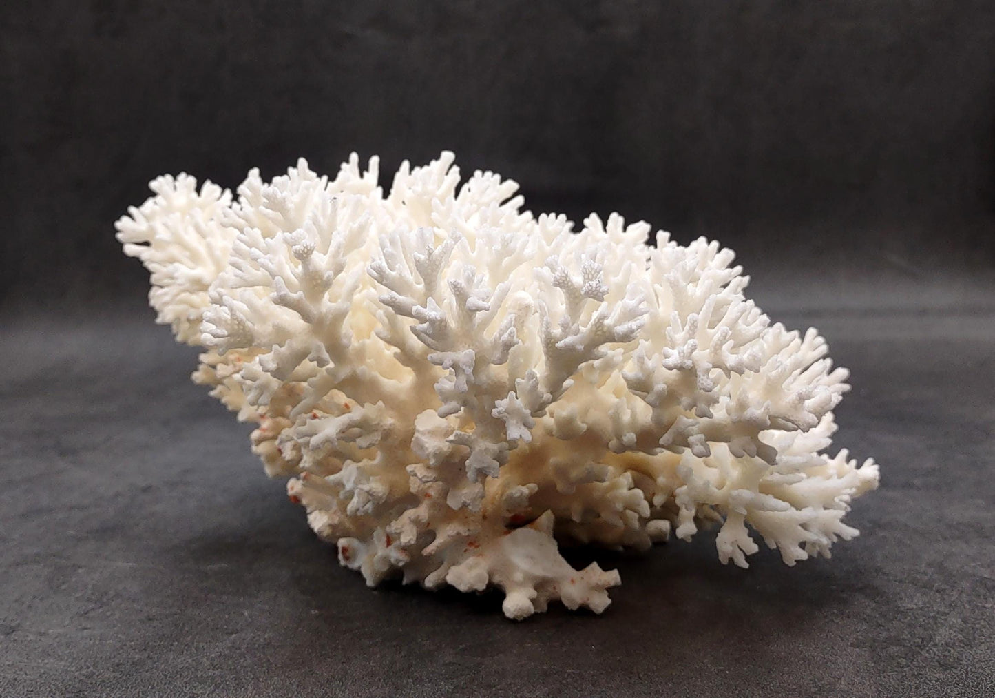 White Lace Coral Large Cluster Pocillopora Damicornis (1 coral approx. 9.5L x 4H X 7.5D inches) White Coral Centerpiece for coastal display!