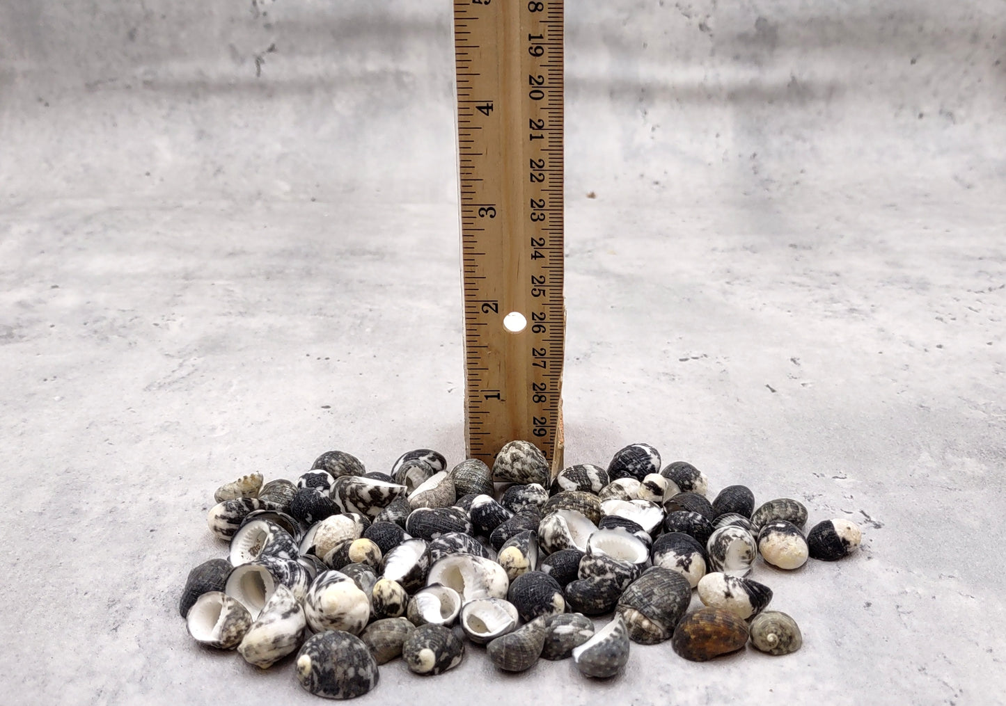 Black Moon Seashells Nerita Peloronta (approx. half cup 45+ shells 0.25+ inches) Special shells for any coastal themed arts and crafts!