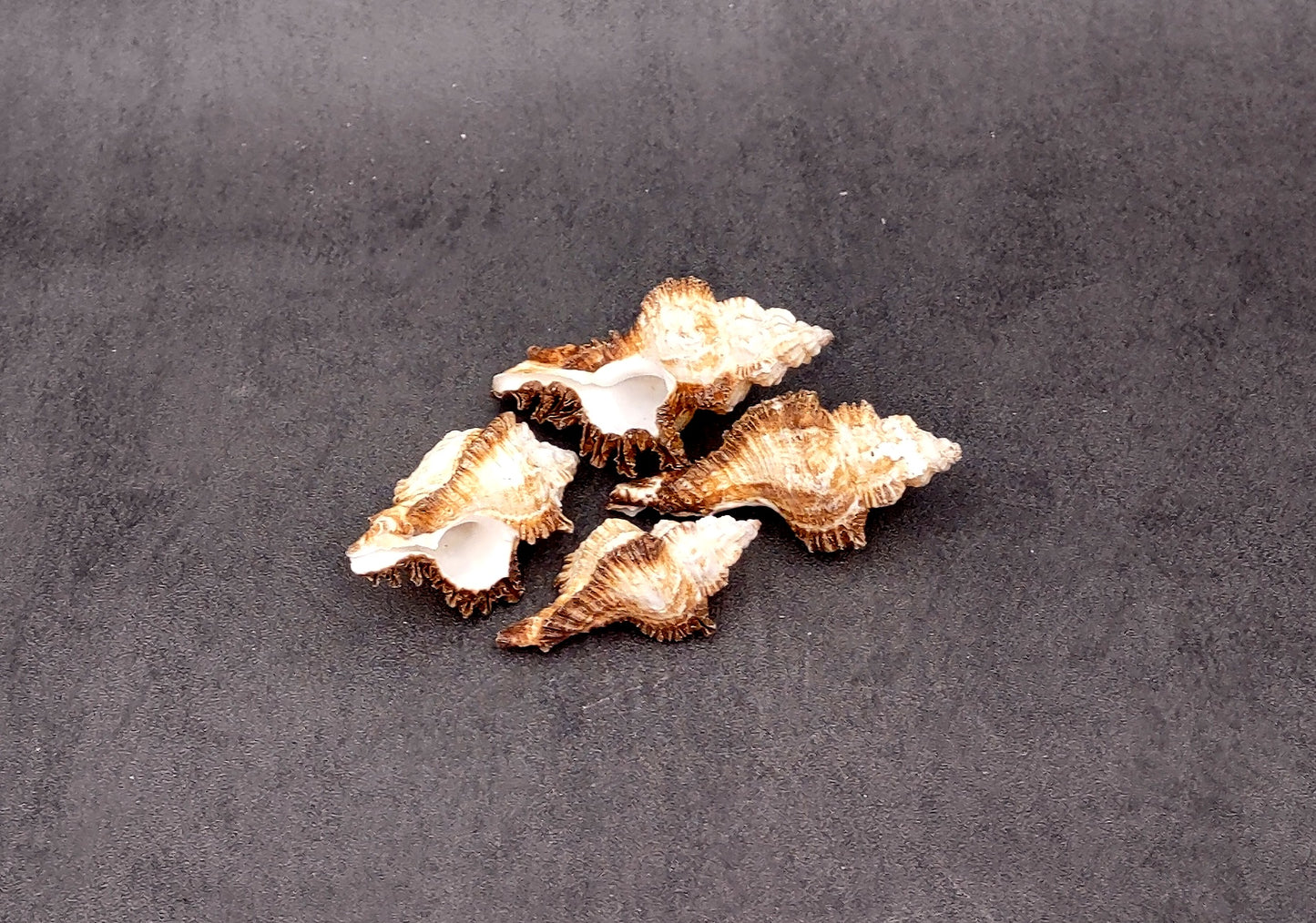 Endive Murex Seashells Murex Indivia (4 shells approx. 2+ inches) Unique shells for coastal crafting décor & collections!