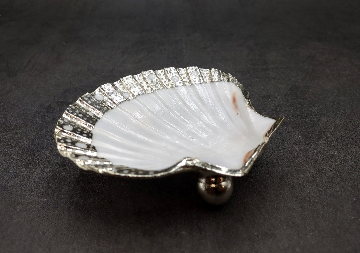 Silver Edged Scallop Seashell Dish Pecten Maximus (1 dish approx. 4.5+ inches) CIRCLE PATTERN scallop shell dish for a coastal home!