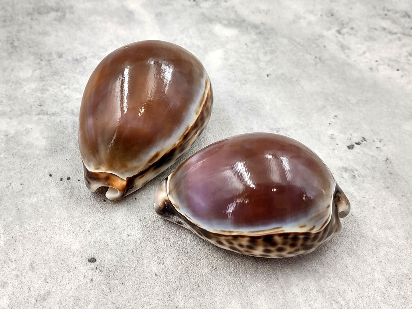 Purple Top Tiger Cowrie Seashells Cypraea tigris (2 shells approx. 2.25+ inches) Beautiful for any coastal crafting or décor!