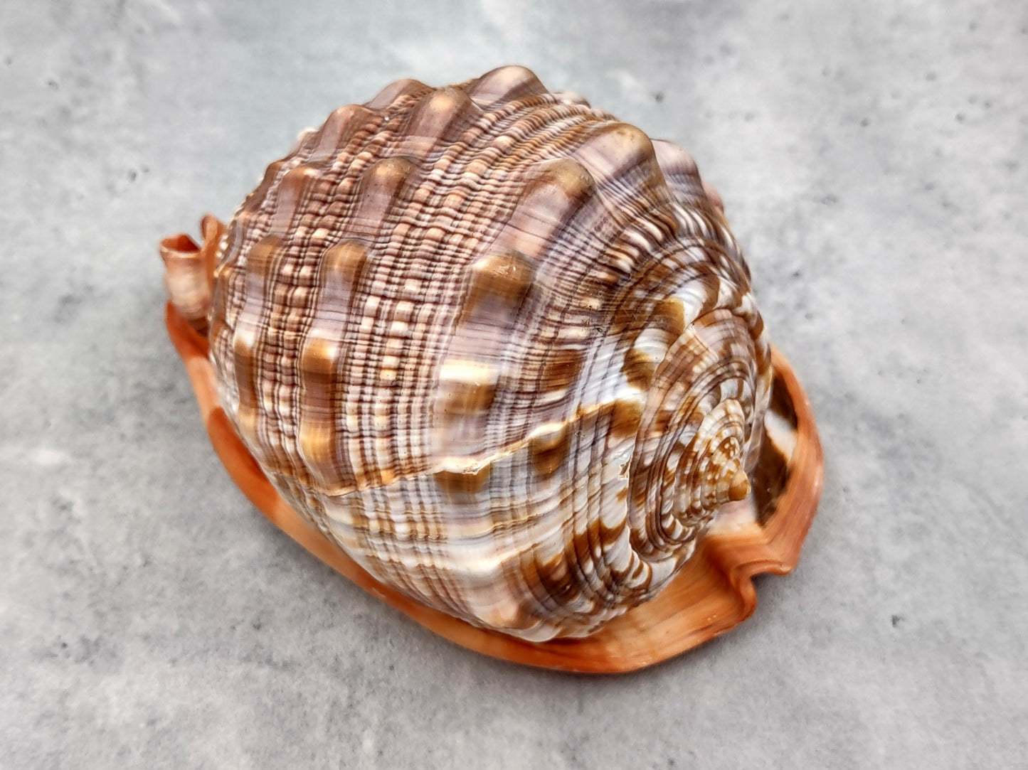 Bullmouth Helmet Seashell Cassis Rufa (1 shell approx. 5+ inches) Adorable shell for any coastal craft or decoration!