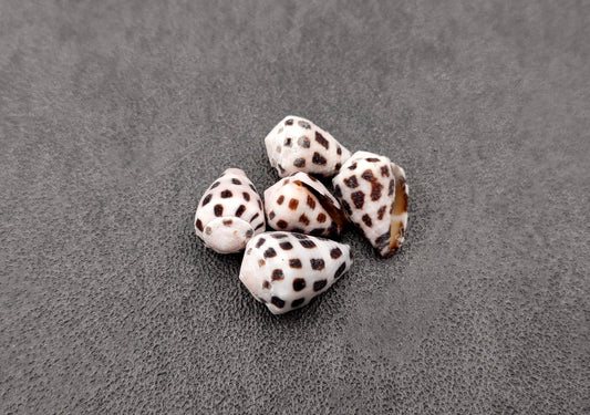 Photo of Extra Small Hebrew Cone Seashells Conus Ebraeus (5 shells approx. 0.25+ inches). Copyright 2024 SeashellSupply.com