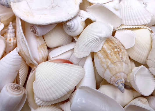 White & Cream Seashell Wedding Mix Medium (Approx. 1 kilogram 50+ shells 1-2+ inches) Bulk White Wedding Shell mix for party decoration!