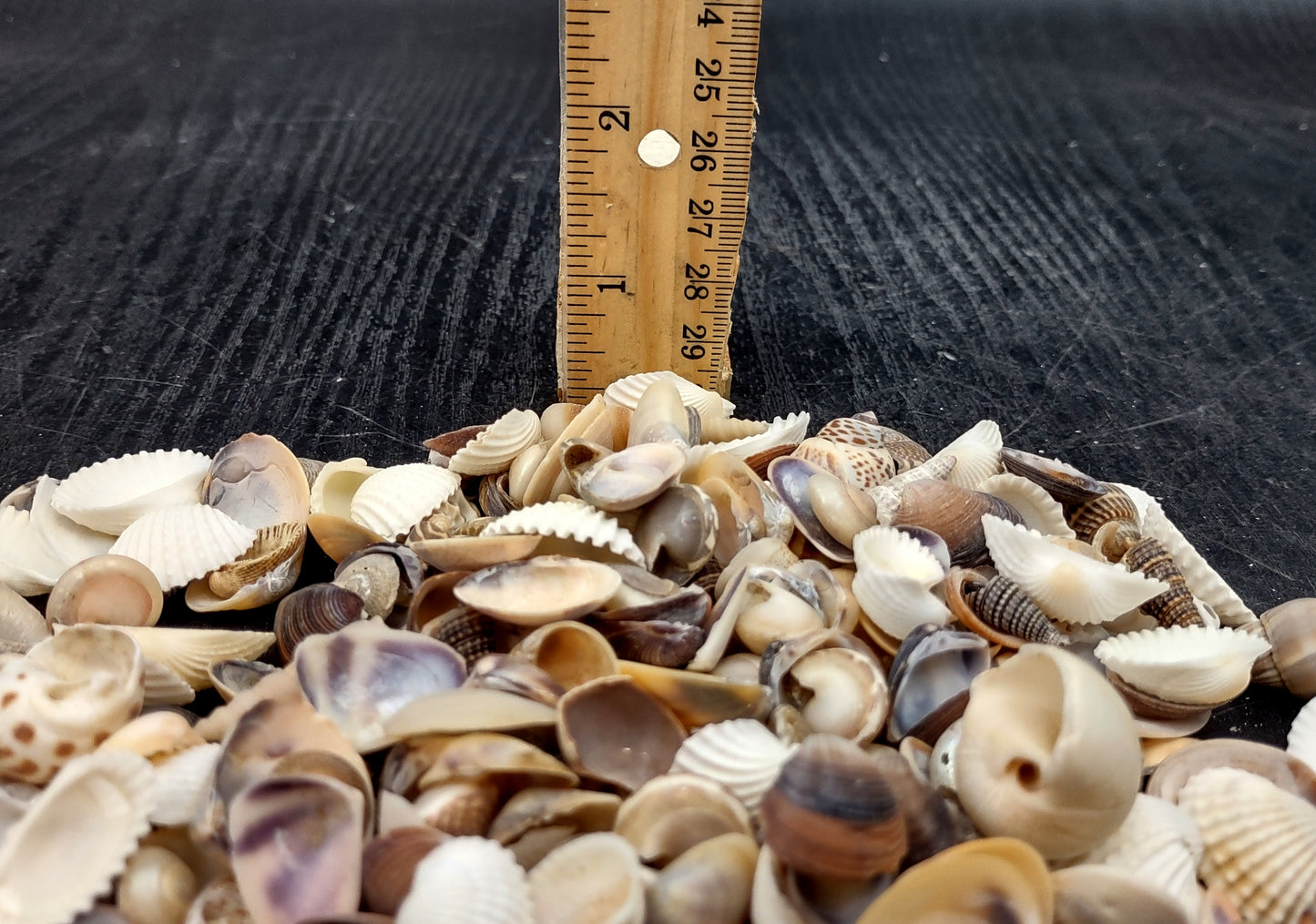 Small Mixed Shell Assortment. Multiple brightly colored shells with different shapes and textures in a tile. Copyright 2022 SeaShellSupply.com.