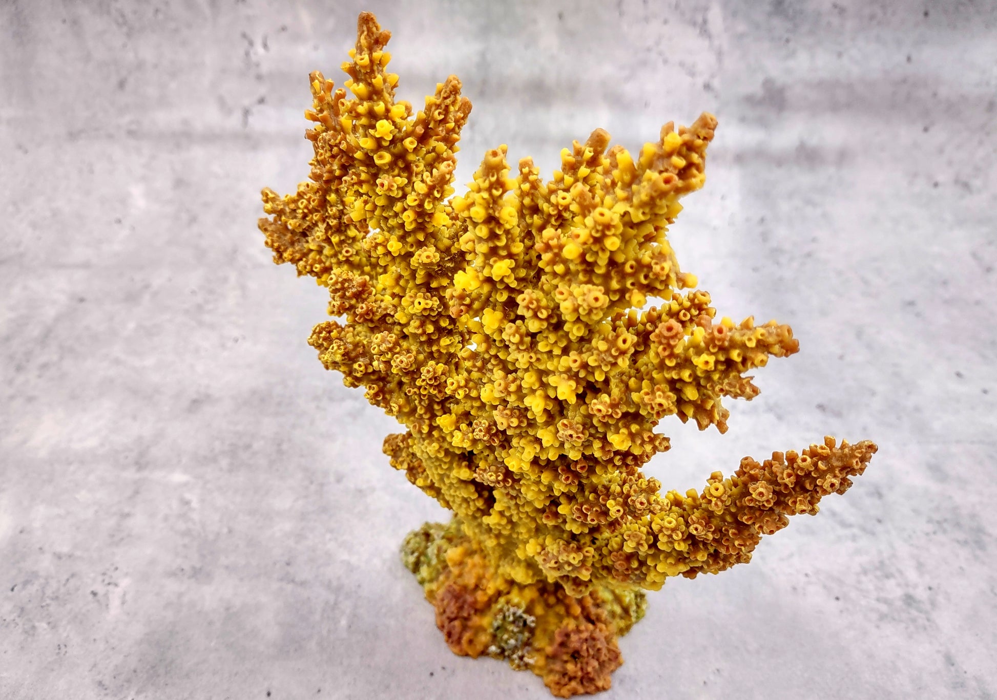 Yellow/Tan FAUX Branch Coral - Acropora Florida - (1 Fake Coral approx. 7.5Tx7Wx2D inches) on light background. Copyright 2024 SeaShellSupply.com