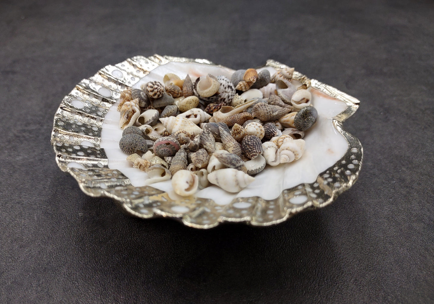 Silver Edged Scallop Seashell Dish Pecten Maximus (1 dish approx. 4.5+ inches) CIRCLE PATTERN scallop shell dish for a coastal home!