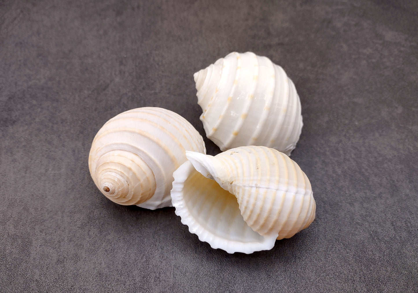 Costate Tun Seashells Tonna Allium (3 shells approx. 2+ inches) Great shells for coastal crafting décor & collections!