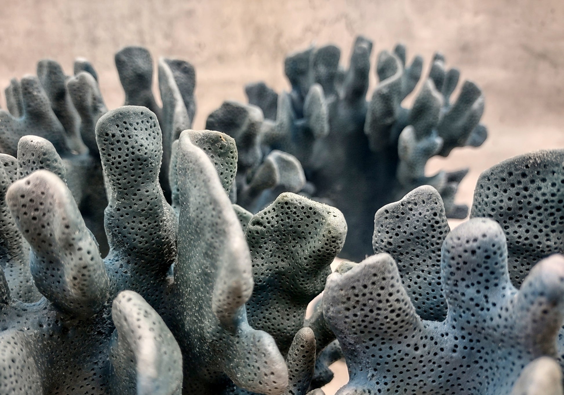 Blue Ridge FAUX Coral - Helio Coerula - (1 FAUX Coral approx. 8Wx4Dx6T inches). Blue coral with a deep texture and wide sturdy base. Copyright 2024 SeaShellSupply.com.