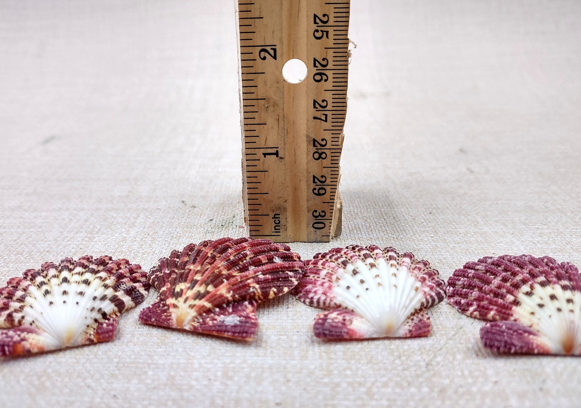 Royal Cloak Scallop Seashells - Pecten Pallium - (10 shells approx. 1-1.5 Inches) Pile of different shades of pink ribbed shells. Copyright 2024 SeaShellSupply.com.