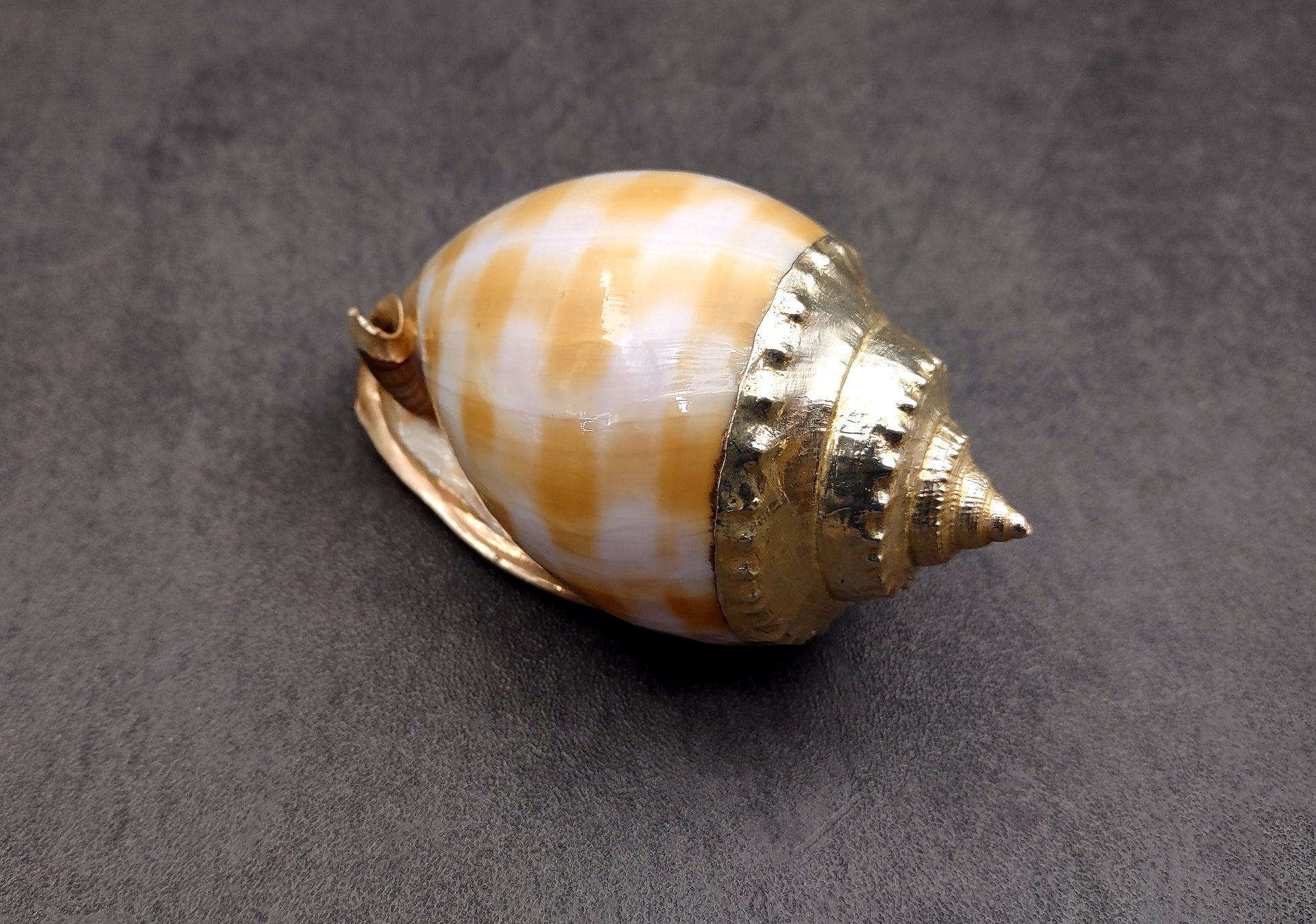 Silver-Plated Banded Bonnet Shell - Phalium Bandatum - (1 Shell approx. 3-4 inches) One orange and white pointed, silver detailed shell. Copyright 2022 SeaShellSupply.com.