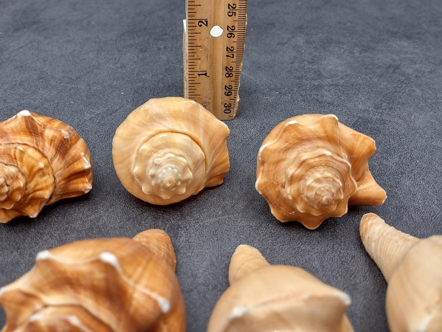 Vole Seashells Pugilina Cochlidium (3 shells approx. 2.5+ inches) Shells beautiful to add to any collection display or crafting project!