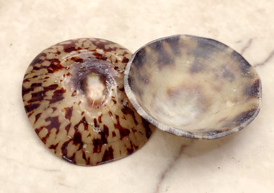 Oval Limpet Seashells Cellana Testudinaria (2 shells approx. 1.5-2+ inches) Shells for coastal crafting embellishments collections.