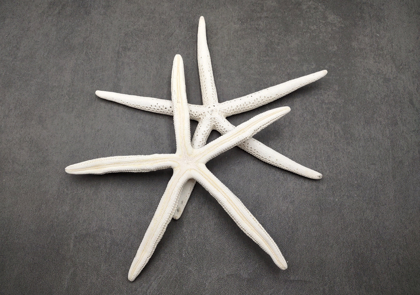 Finger Starfish White Linckia Laevigata (2 stars approx. 10-11+ inches) Unique shells for coastal crafting décor & collections!