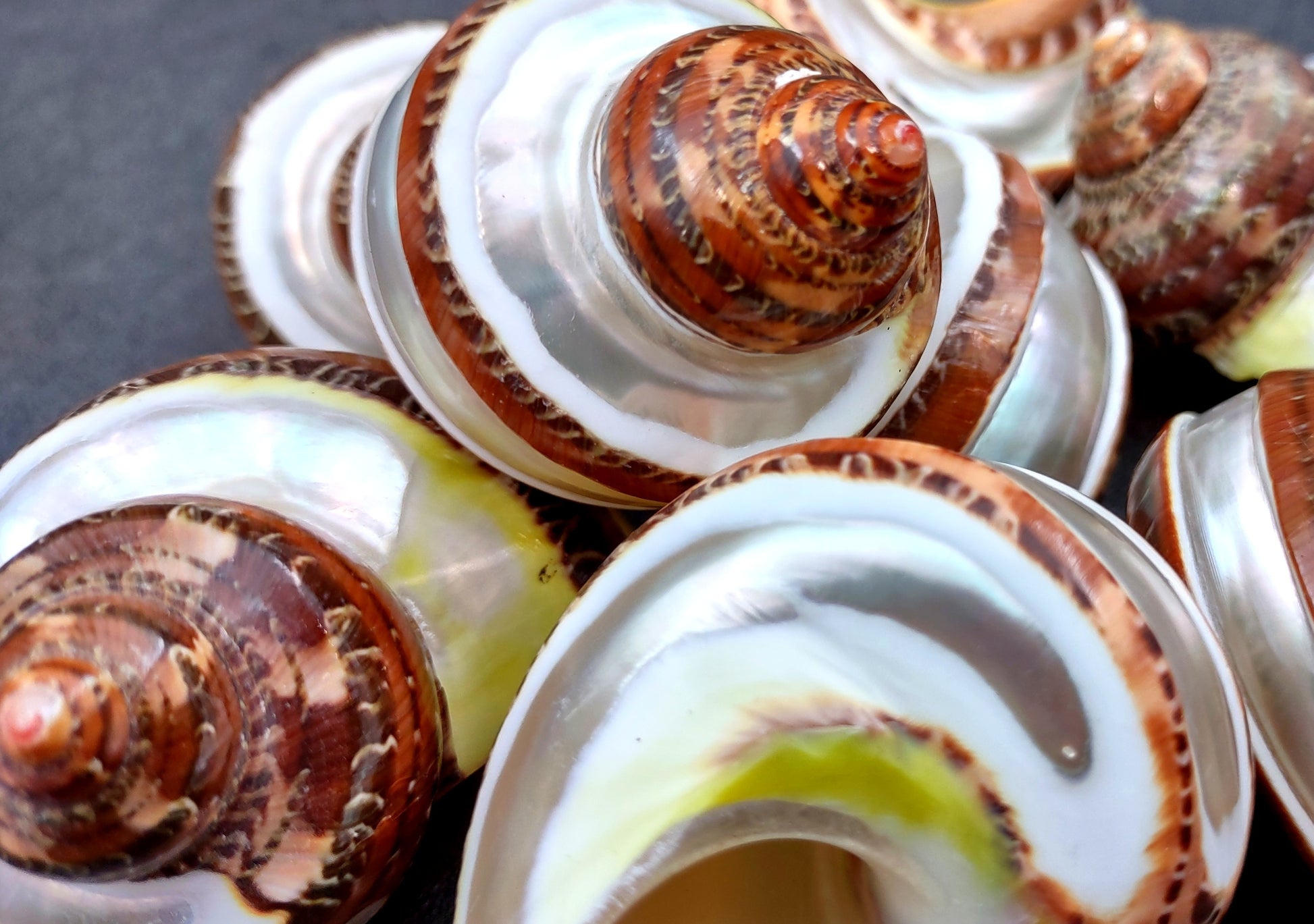 Banded Tapestry Turbo (2 pcs.) - (2-2.5 inches) - Turbo Petholatus. Three brown spiral brown and tan shells showing multiple different angles. Copyright 2024 SeaShellSupply.com.